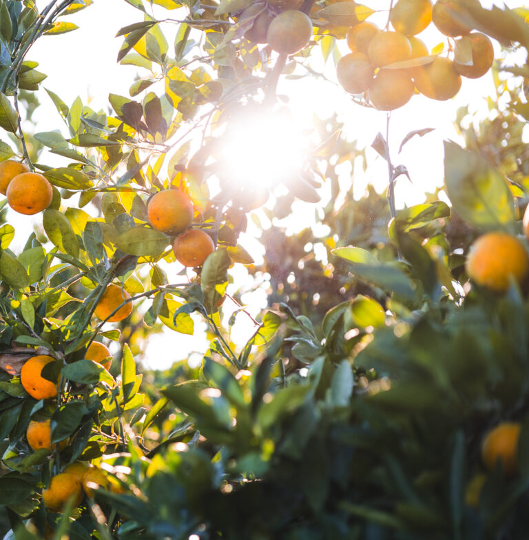 Satsuma-2410-3-WEB-crop
